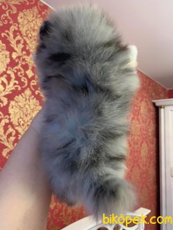 Merle Nadir Renk Pomeranian Boo Teddy Bear 2