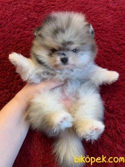 Merle Nadir Renk Pomeranian Boo Teddy Bear 1
