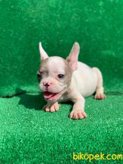 MERLE PİED ERKEK ORJİNAL FRENCH BULLDOG 2