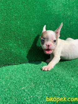 MERLE PİED ERKEK ORJİNAL FRENCH BULLDOG 3