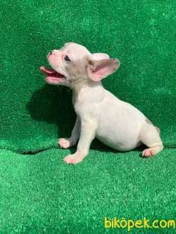 MERLE PİED ERKEK ORJİNAL FRENCH BULLDOG 4