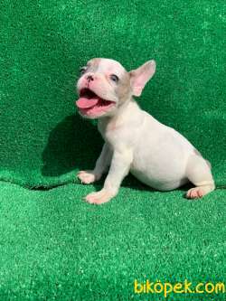 MERLE PİED ERKEK ORJİNAL FRENCH BULLDOG 1