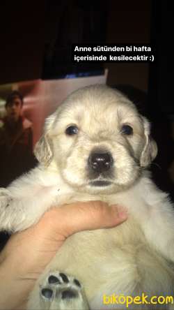 Mersin Çıtır Baby Face Golden Yavruları :) Erkek 3