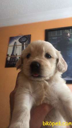 Mersin Çıtır Baby Face Golden Yavruları :) Erkek 4