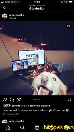 Mersin Çıtır Baby Face Golden Yavruları :) Erkek 5
