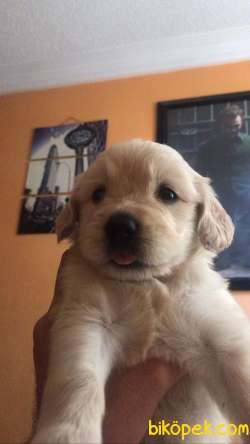 Mersin Çıtır Baby Face Golden Yavruları :) Erkek 2