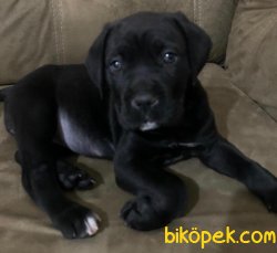 MEVCUT TESLİME HAZIR İTALYAN AYGIRI CANE CORSO   YAVRULARI 1