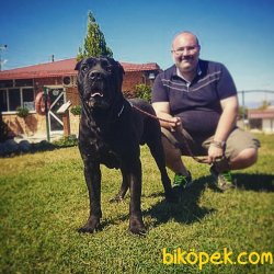 MEVCUT TESLİME HAZIR İTALYAN AYGIRI CANE CORSO   YAVRULARI 5