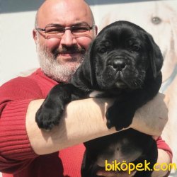 MEVCUT TESLİME HAZIR İTALYAN AYGIRI CANE CORSO   YAVRULARI 3