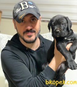 MEVCUT TESLİME HAZIR İTALYAN AYGIRI CANE CORSO   YAVRULARI 2