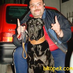 MEVCUT TESLİME HAZIR İTALYAN AYGIRI CANE CORSO   YAVRULARI 4