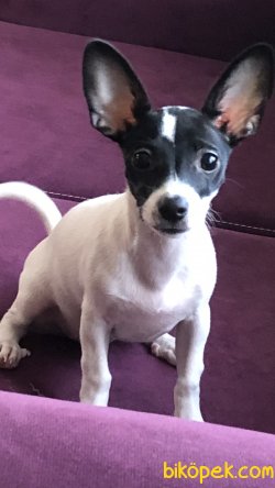 Mia 1