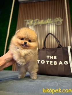 MICRO BOY KORE POMERANİAN 2