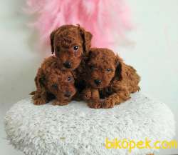 Micro Boy Korean Ve Toy Poodle Yavrular 5