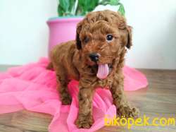 Micro Boy Korean Ve Toy Poodle Yavrular 1