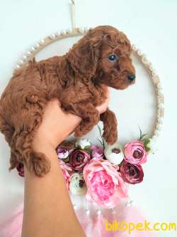 Micro Boy Korean Ve Toy Poodle Yavrular 3