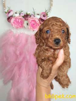 Micro Boy Korean Ve Toy Poodle Yavrular 4