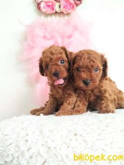 Micro Boy Korean Ve Toy Poodle Yavrular 2