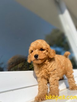 MİCRO CHİPLİ PASAPORTLU POODLE YAVRULAR 3