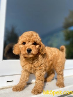 MİCRO CHİPLİ PASAPORTLU POODLE YAVRULAR 2