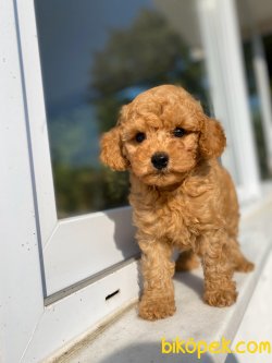 MİCRO CHİPLİ PASAPORTLU POODLE YAVRULAR 1