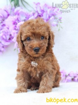 MICRO CHİPLİ PASAPORTLU RED BROWN TOY POODLE YAVRULARIMIZ 3