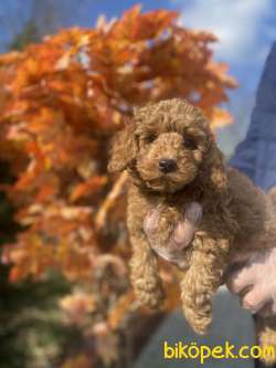 MİCRO CHİPLİ PASAPORTLU TOY POODLE 3