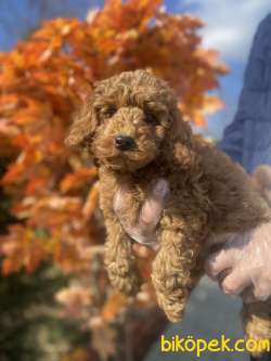 MİCRO CHİPLİ PASAPORTLU TOY POODLE 2