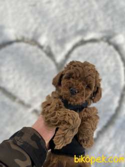 MICRO CHİPLİ PASAPORTLU TOY POODLE BEBEKLER 3