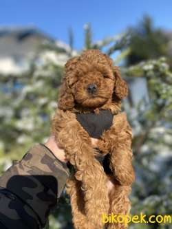 MICRO CHİPLİ PASAPORTLU TOY POODLE BEBEKLER 2