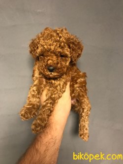 MICRO CHİPLİ PASAPORTLU TOY POODLE YABRULARIMIZ 1