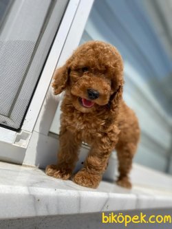 MICRO CHİPLİ PASAPORTLU TOY POODLE YAVRULAR 3