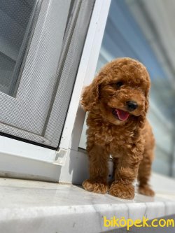 MICRO CHİPLİ PASAPORTLU TOY POODLE YAVRULAR 2