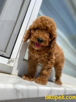 MICRO CHİPLİ PASAPORTLU TOY POODLE YAVRULAR 1