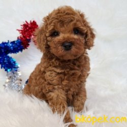 MICRO CHİPLI PASAPORTLU TOY POODLE YAVRULARIMIZ 2