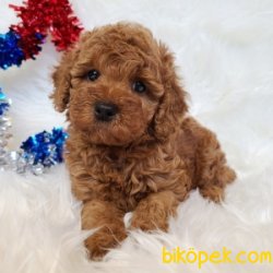 MICRO CHİPLI PASAPORTLU TOY POODLE YAVRULARIMIZ 1