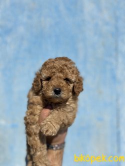 MICRO CHİPLİ PASAPORTLU TOY YAVRULARIMIZ 2