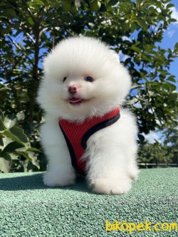 MICRO CHİPLİ , SECERELİ TEDDY BEAR FACE BOO 2