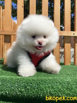MICRO CHİPLİ , SECERELİ TEDDY BEAR FACE BOO 3
