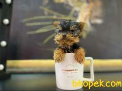 Micro Cipli ORJINAL TEACUP DİŞİ ERKEK YORKSHIRE 5