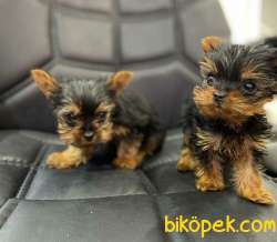 Micro Cipli ORJINAL TEACUP DİŞİ ERKEK YORKSHIRE 3