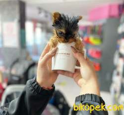 Micro Cipli ORJINAL TEACUP DİŞİ ERKEK YORKSHIRE 4