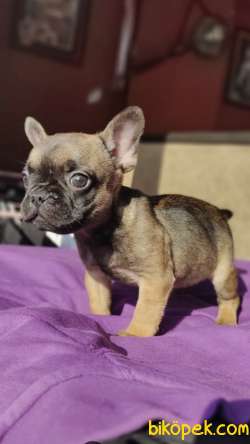 Micro French Buldog  Yavrularım 4