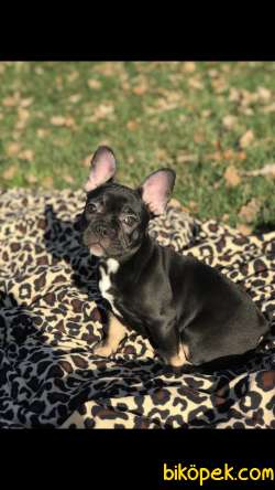 Micro French Buldog  Yavrularım 1