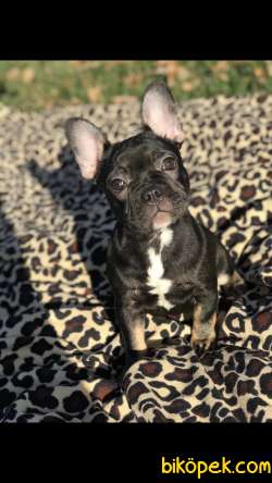 Micro French Buldog  Yavrularım 2
