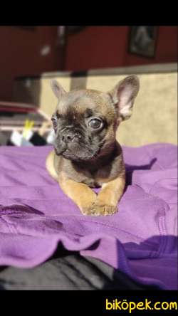 Micro French Buldog  Yavrularım 3