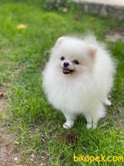 Micro Teacup 1kg Pomeranianboo 4