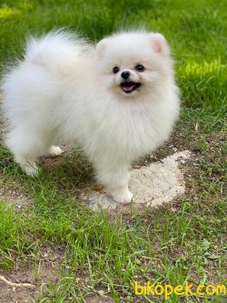 Micro Teacup 1kg Pomeranianboo 1