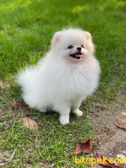 Micro Teacup 1kg Pomeranianboo 3