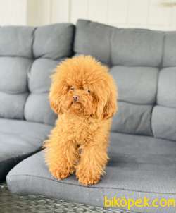 MİCRO TOY POODLE RED DİŞİ 2